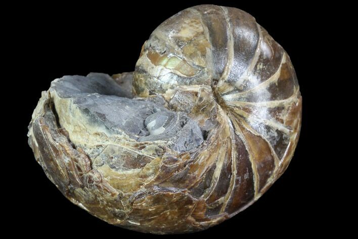 Fossil Nautilus (Eutrephoceras) - South Dakota #86214